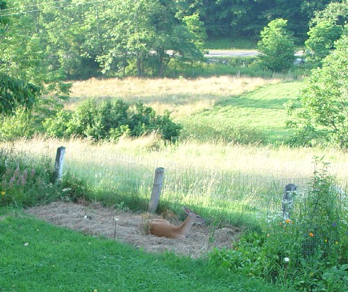 kisses in flower bed