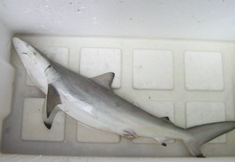 shark