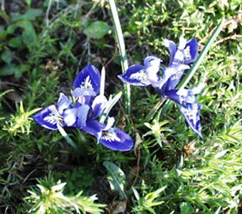 iris reticulata