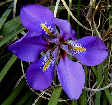 Iris ug
