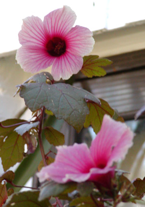 mystery hibiscus