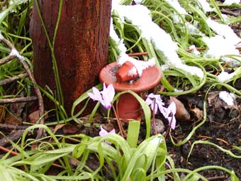 fairy cyclamen
