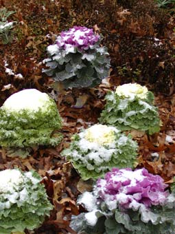 cabbage