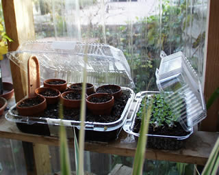 grnhs sedum