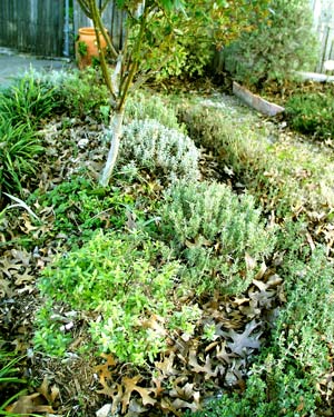 herb bed