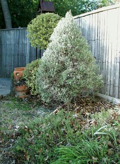 rosemary cone