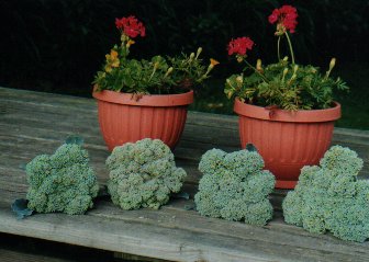 broccoli