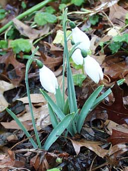 snowdrops