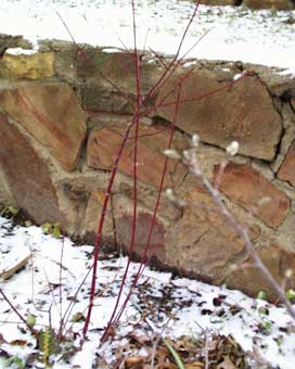 Cornus