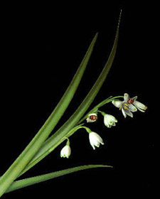 leucojum