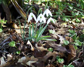 snowdrops opened