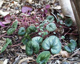 cyclamen babies