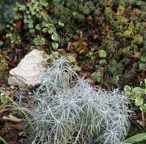 Helichrysum thianschanicum3