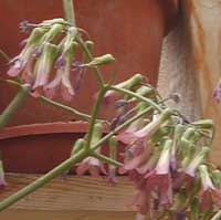 kalanchoe_1