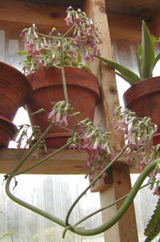 kalanchoe_2