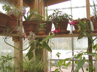 kalanchoe_3