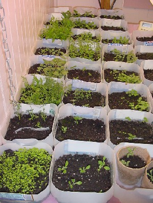 plants