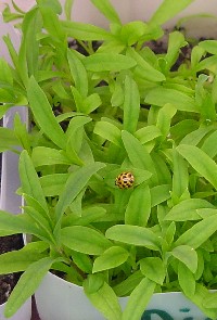 ladybug