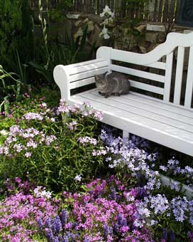 Moggie on bench
