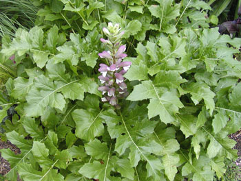 A.mollis