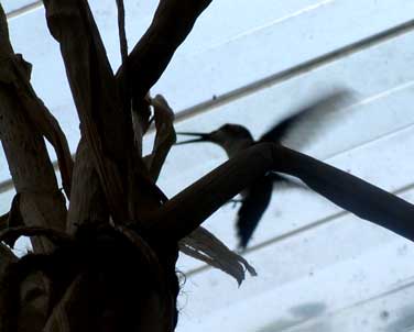 hummingbird