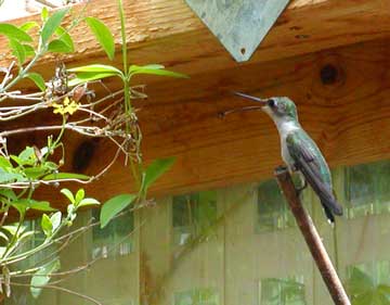 hummingbird greenhouse