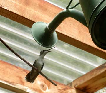 hummingbird panting