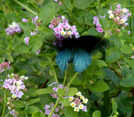 pipevine swallowtail butterfly