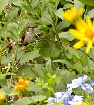 hummingbird sitting