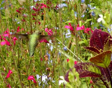 hummingbird hover