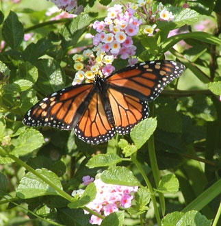 Monarch Butterfly