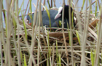 rush nest