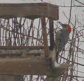 Mk's Woodpecker