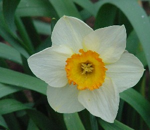 daffodilorange