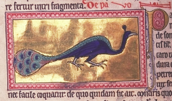 peacock