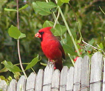 cardinal