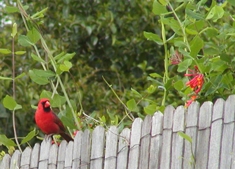 male on fence