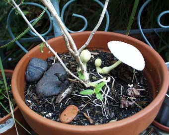 mushroom pot