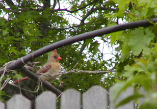 she cardinal