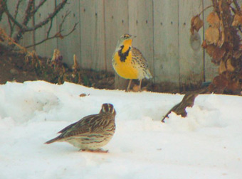Larks