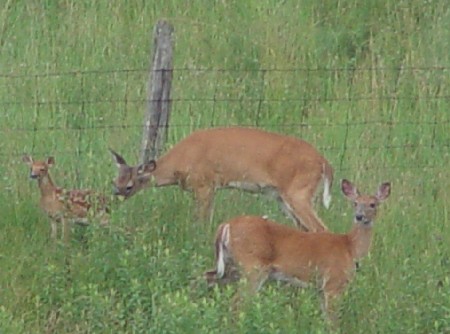 fawn and does