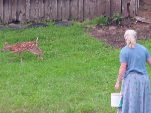 fawn in barnyard