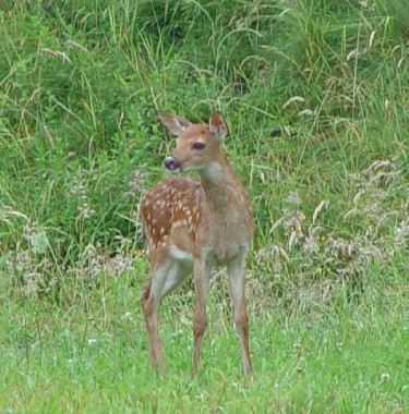 fawn in grass