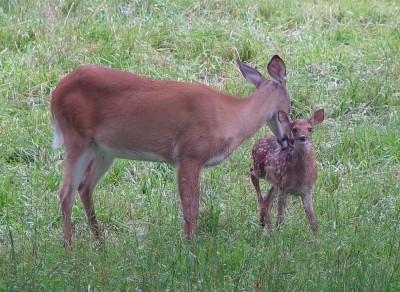 mama drying fawn