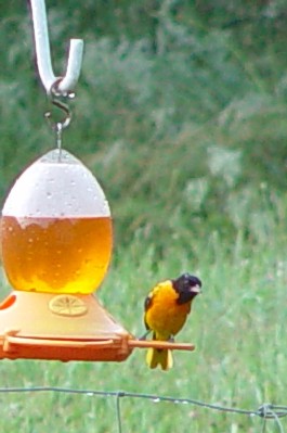 oriole