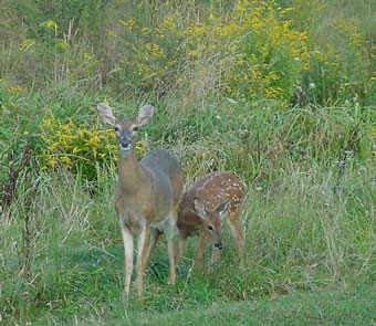 deer
