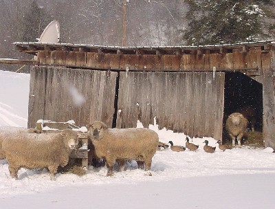 snow