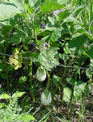 egg plant