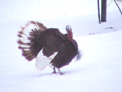 turkey ontop of snow