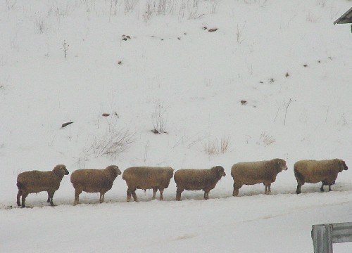 sheep line